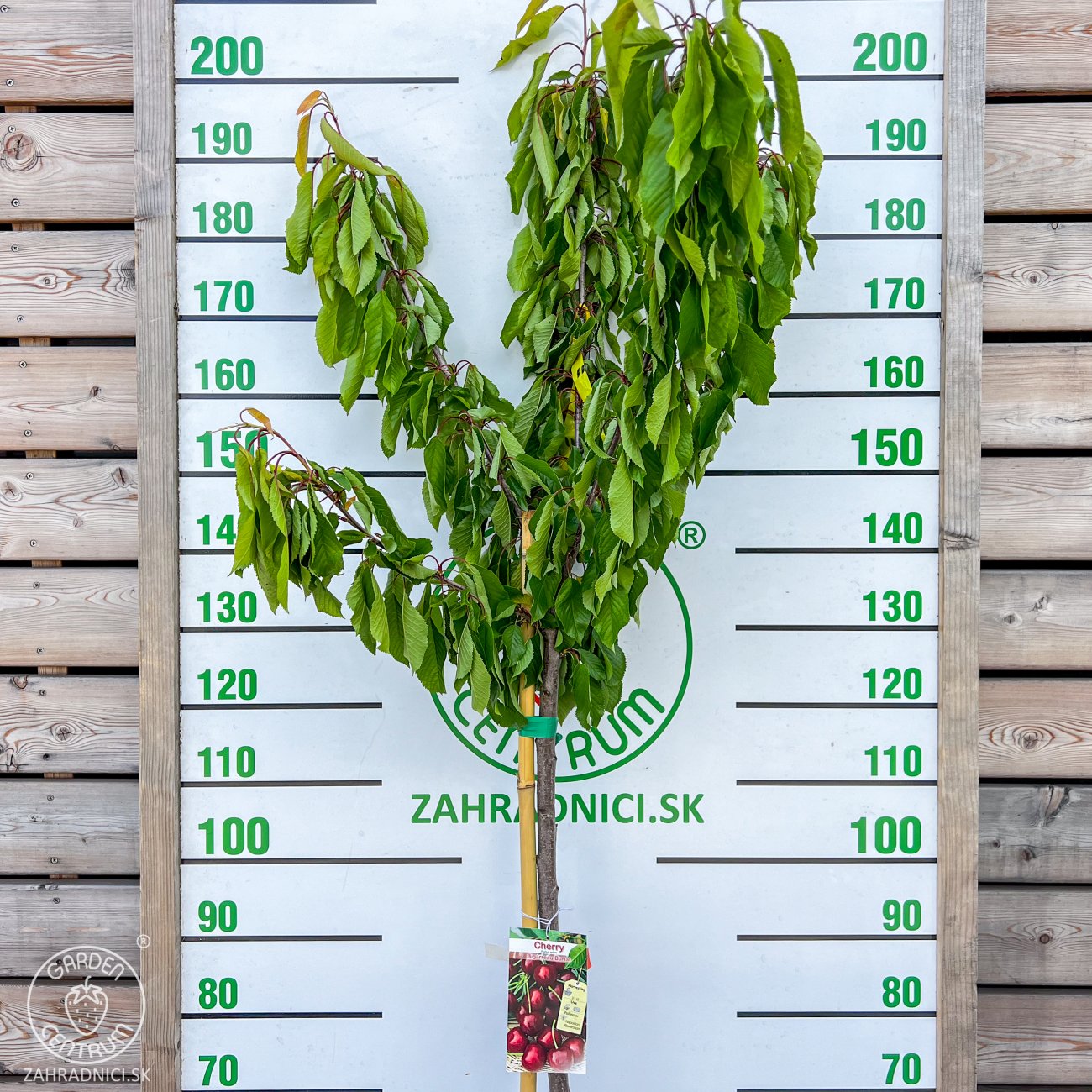 Obrázok Čerešňa vtáčia (Prunus avium) ´BURLAT´ - skorá, výška 160-180 cm, obvod kmeňa: 4/6 cm, kont. C10L